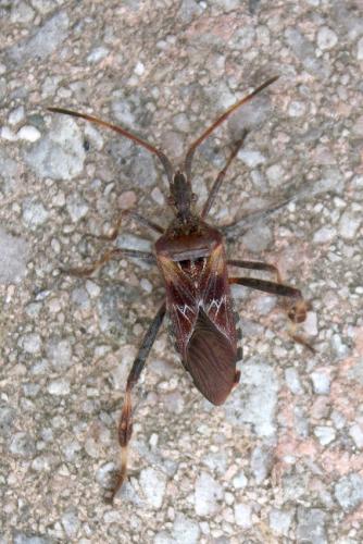 Réf. 241 341 : Leptoglossus occidentalis
